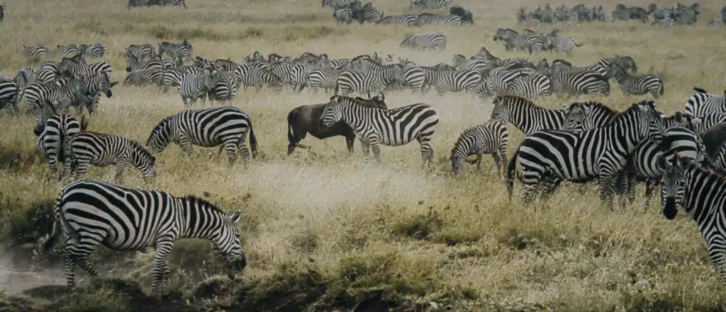 Luxury Serengeti Safari Tours 3