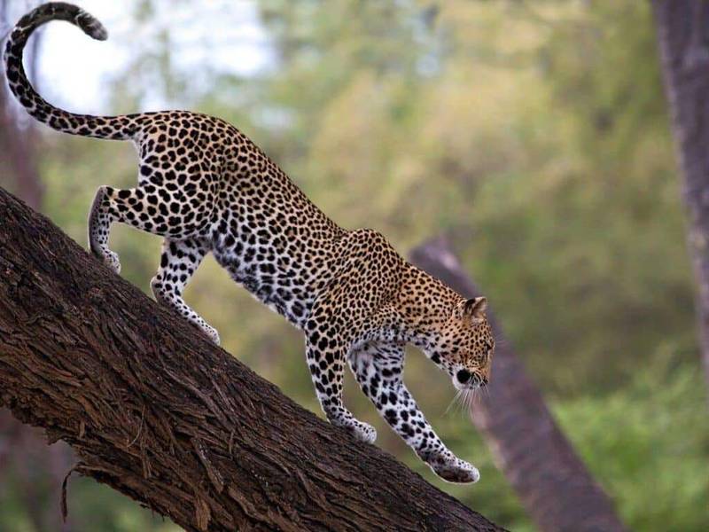 Samburu Aberdare