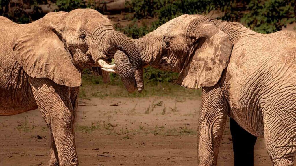 Elephants Playing in Samburu Elephants Playing in Samburu
