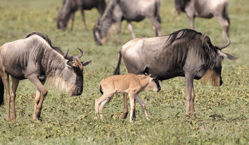 Ndutu Calving Season 1