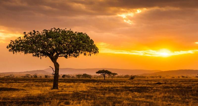 East Africa Safaris