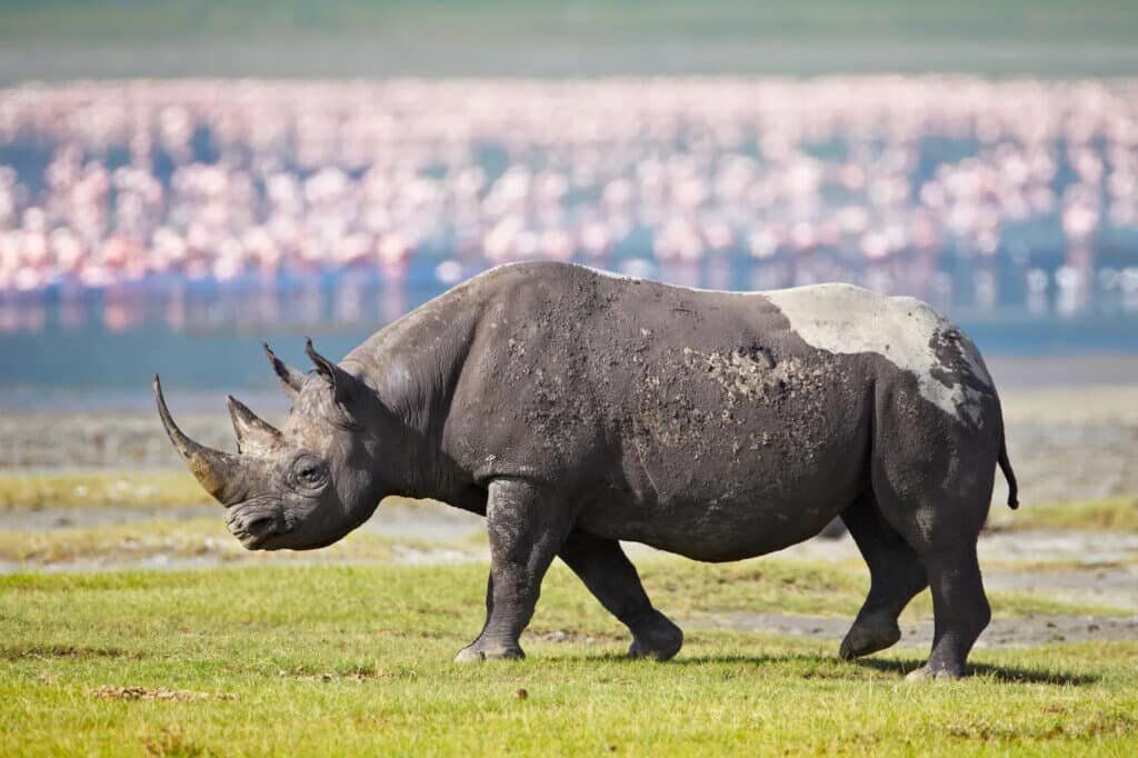 Tanzania Big Five Safari Rhinocerous