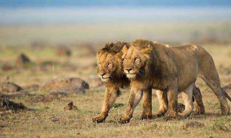 Maasai Mara National Reserve